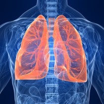 menschliche lungen