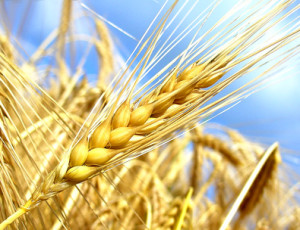 Getreide Getreide © Rebel - Fotolia.com