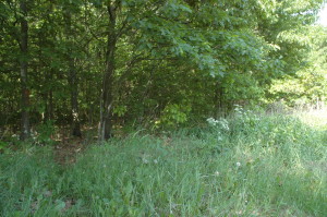 Wald und Wiese gefährlich schattiger Weg am Waldrand