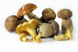 Pilze Genuss, oder Gefahr? © Aleksey Zakharov - Fotolia.com
