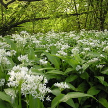 blühender Bärlauch