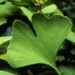 Gingko biloba Gingko biloba
