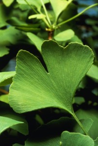 Gingko biloba