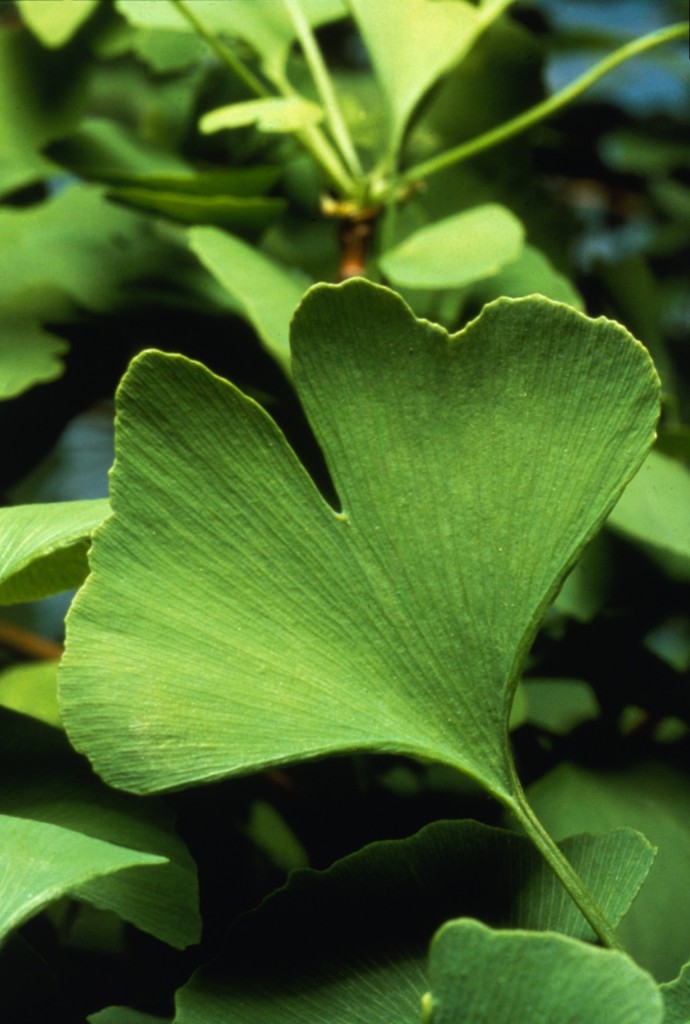 Gingko biloba