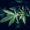 Marijuana,-,Cannabis,Leaf.,Natural,Medicine,Legalization,Concept.