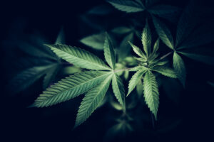 Marijuana,-,Cannabis,Leaf.,Natural,Medicine,Legalization,Concept.